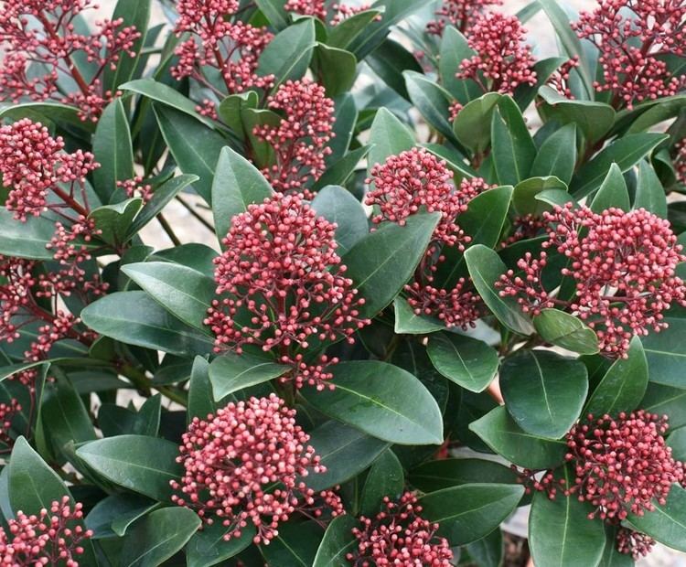 Skimmia japonica 1000 images about Skimmia japonica on Pinterest Cherries
