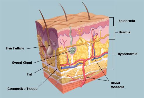 Skin & Bone (film) movie scenes Anatomical Structures of Human Skin