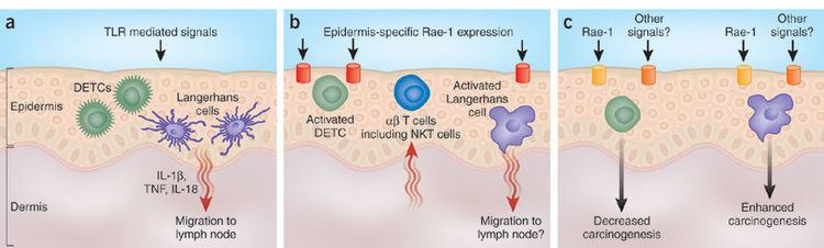 Skin flora Figure 1 Stress gets under your skin Nature Immunology