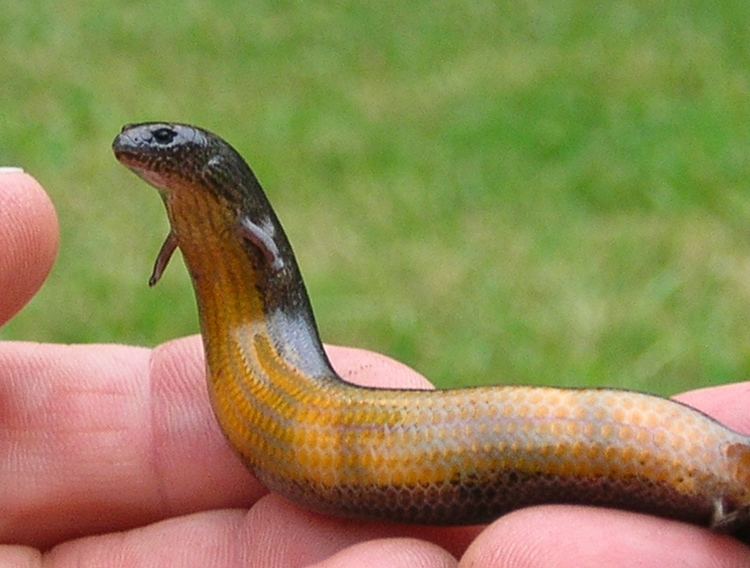 Skink Evolution in Action Lizard Moving From Eggs to Live Birth