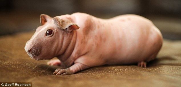 Skinny pig Animal charity hits out at rise in number of skinny pigs warning