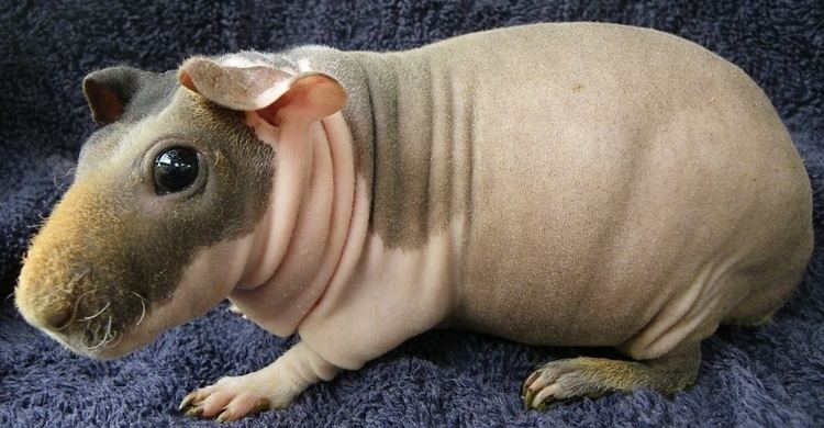 Skinny pig Margaret39s Hairless Guinea Pigs Our Skinnies amp Carriers