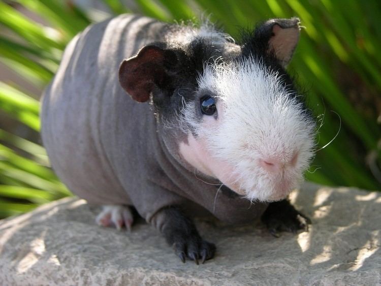 Skinny pig Everything You Need to Know About Hairless Skinny Pigs Wide Open Pets
