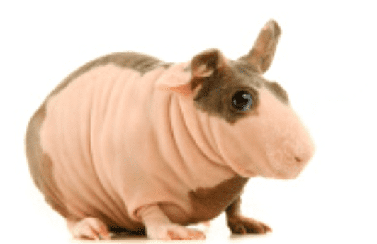 Skinny pig Skinny Pig The Hairless Guinea Pig Guinea Pig Hub