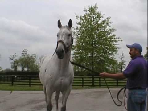 Skip Away Skip Away Famous Thoroughbred Race Horse 2009 YouTube