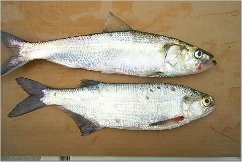 Skipjack shad Skipjack herring Alosa chrysochloris Types of fish to choose