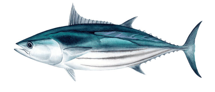 Skipjack tuna Skipjack tuna Australian Fisheries Management Authority AFMA