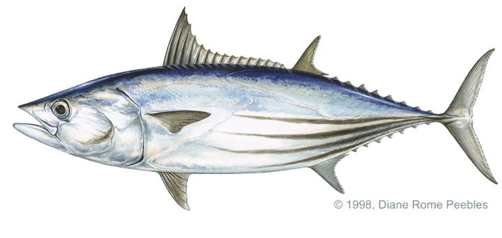 Skipjack tuna IGFA World Record All Tackle Records Tuna skipjack