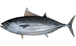 Skipjack tuna httpsuploadwikimediaorgwikipediacommonsdd