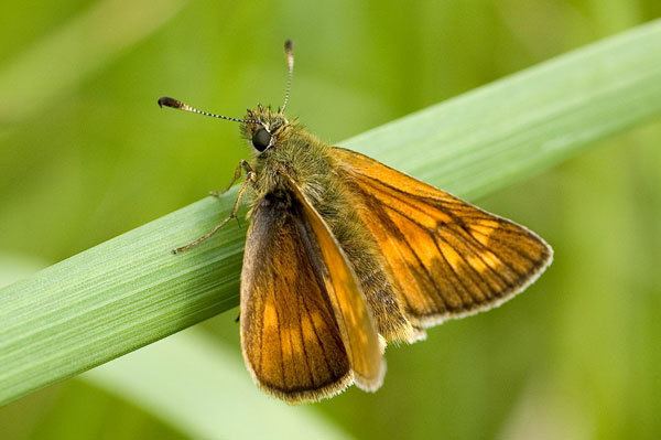 Skipper (butterfly) British Butterflies A Photographic Guide by Steven Cheshire