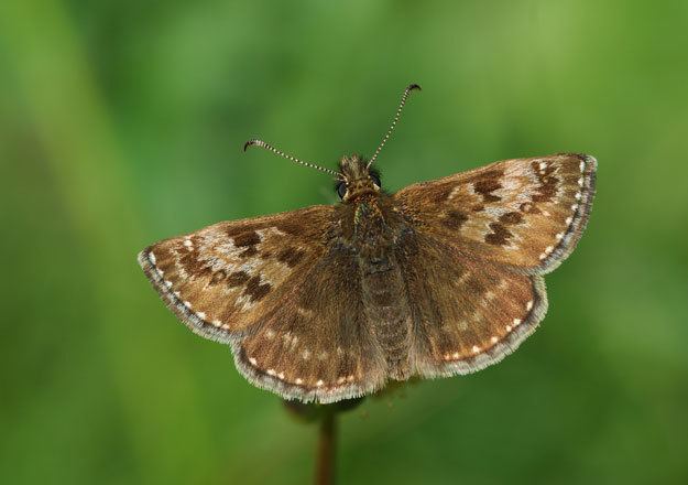 Skipper (butterfly) Butterfly Conservation Dingy Skipper