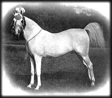 Skowronek (horse) Arabian Foundation Horse Skowronek