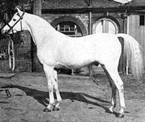 Skowronek (horse) 1000 images about Arabian horses on Pinterest The smalls Lady