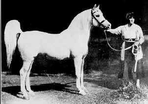 Skowronek (horse) 1000 images about Arabian ancestry on Pinterest English Arabian