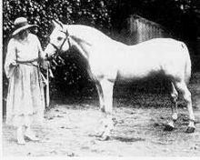 Skowronek (horse) httpsuploadwikimediaorgwikipediaenthumb2