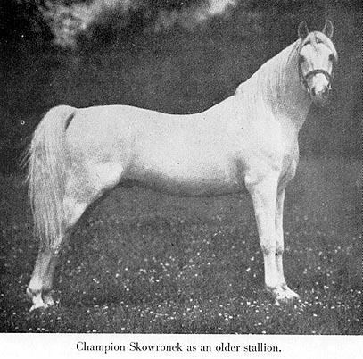 Skowronek (horse) 1000 images about Horse on Pinterest Exercise Polish and Best