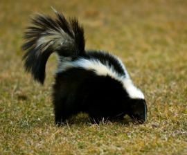 Skunk What to Do About Skunks The Humane Society of the United States