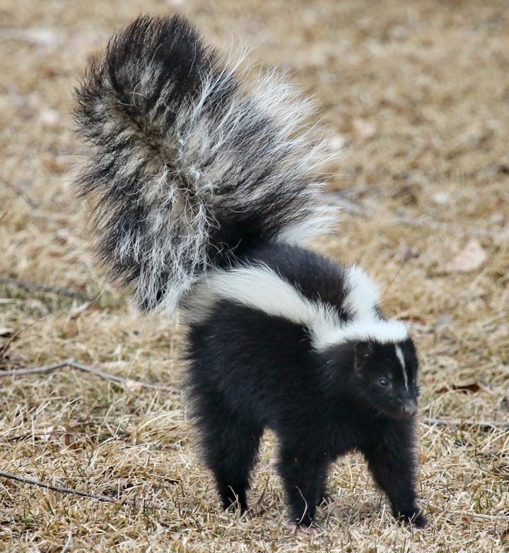 Skunk Skunks How to Identify and Get Rid of Skunks in the Garden The