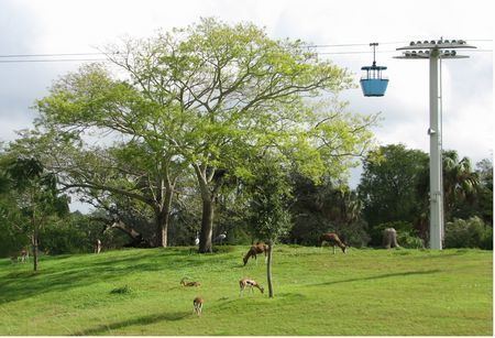 Skyride (Busch Gardens Tampa Bay) Skyride at Busch Gardens Tampa