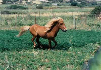 Skyros Pony 1000 images about Skyros pony images on Pinterest Rare horses
