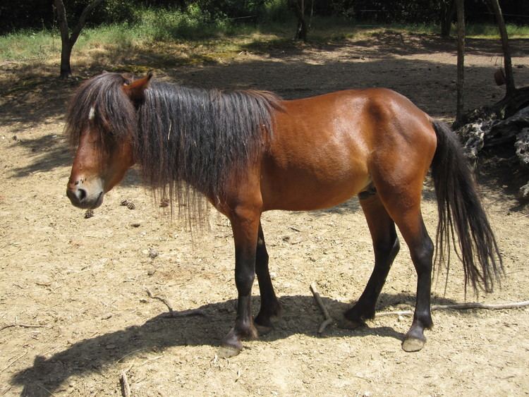 Skyros Pony httpsclunderwoodfileswordpresscom201006im