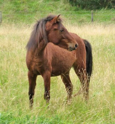 Skyros Pony Scottish herd part of efforts to save Skyrian breed Horsetalkconz