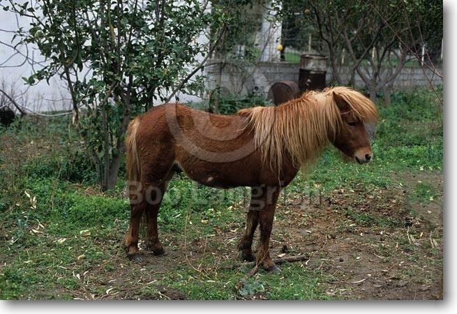 Skyros Pony Bob Langrish Equestrian Photographer Images