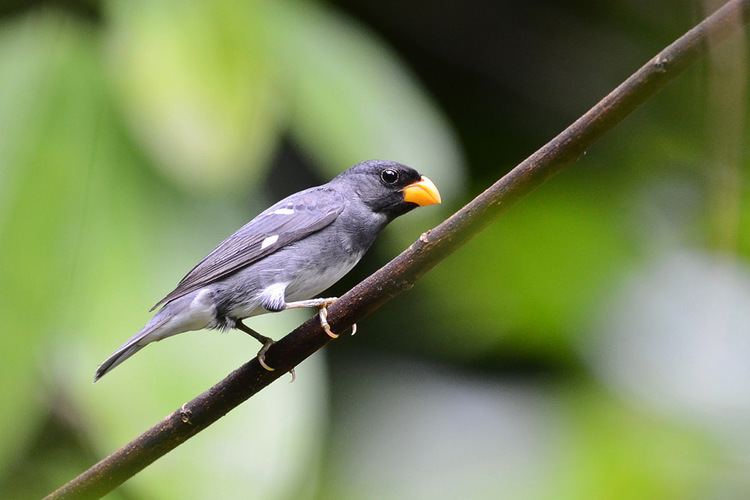 Slate-coloured seedeater Bruno Renn39s most interesting Flickr photos Picssr