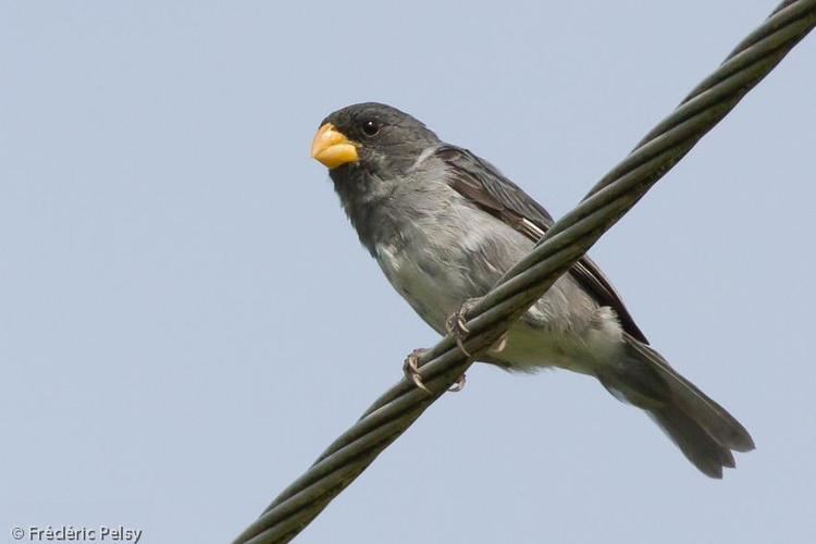 Slate-coloured seedeater Slatecolored Seedeater Sporophila schistacea videos photos and
