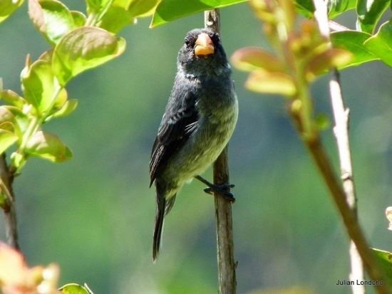 Slate-coloured seedeater Slatecolored Seedeater BirdForum Opus