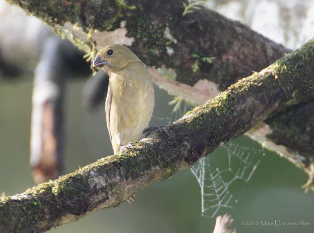 Slate-coloured seedeater Slatecolored Seedeater Sporophila schistacea Photo Image