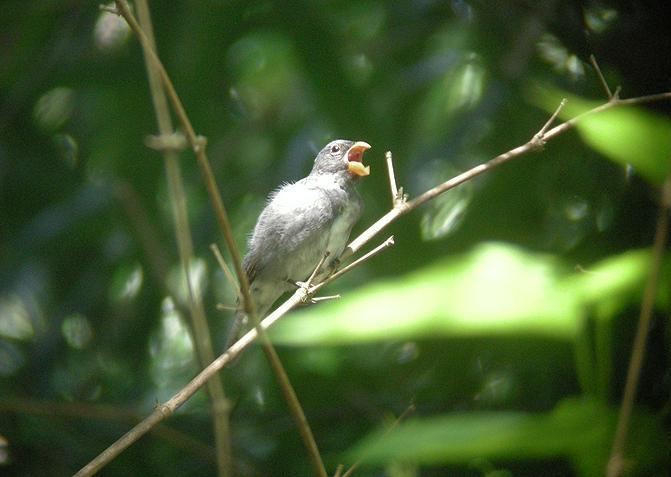 Slate-coloured seedeater Slatecolored Seedeater Sporophila schistacea videos photos and