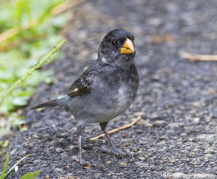 Slate-coloured seedeater Espiguero Pizarra Slatecolored Seedeater Sporophila sch Flickr
