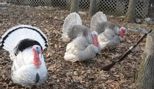 Slate turkey Blue Slate Turkey Turkey Poults for Sale Cackle Hatchery