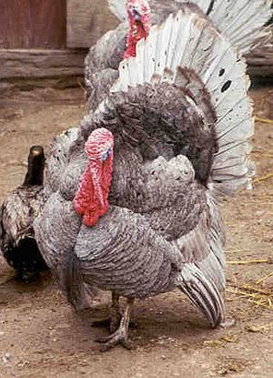 Slate turkey The Livestock Conservancy