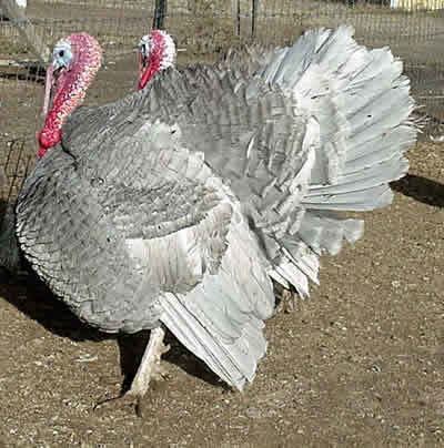 Slate turkey slate history