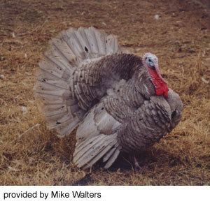 Slate turkey Poultry Breeds Slate Breeds of Livestock Department of Animal