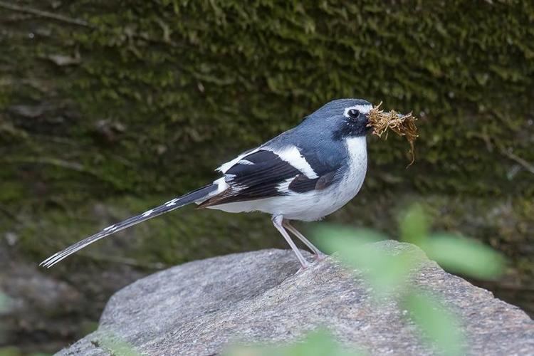Slaty-backed forktail Slatybacked Forktail Enicurus schistaceus videos photos and