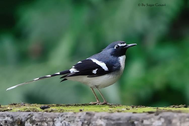 Slaty-backed forktail Slatybacked Forktail Enicurus schistaceus videos photos and
