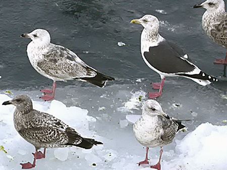 Slaty-backed gull Birds Korea IDNote Slatybacked Gull