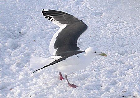 Slaty-backed gull Birds Korea IDNote Slatybacked Gull