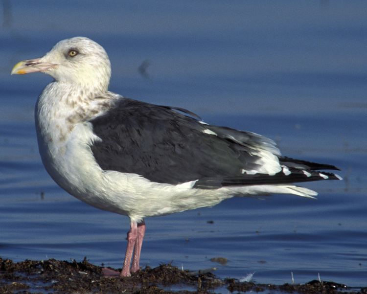 Slaty-backed gull Slatybacked Gull Audubon Field Guide