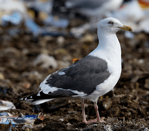 Slaty-backed gull Slatybacked Gull in Britain