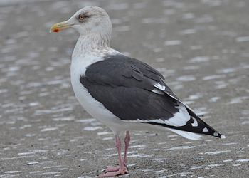 Slaty-backed gull Gull Research Organisation