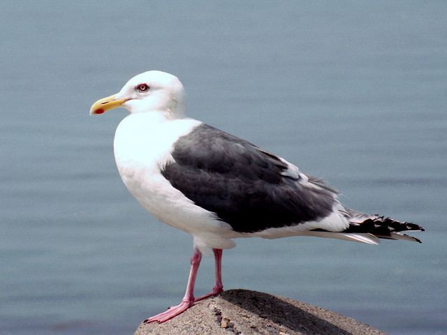 Slaty-backed gull httpsuploadwikimediaorgwikipediacommonsdd