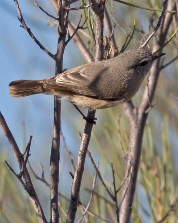 Slaty-backed thornbill BirdsEye Photography Review Photos