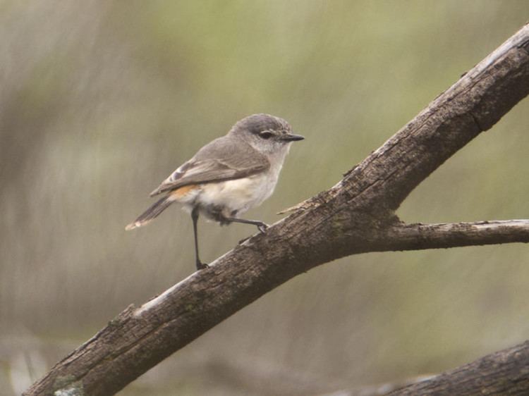 Slaty-backed thornbill Slatybacked Thornbill Acanthiza robustirostris Wildiaries