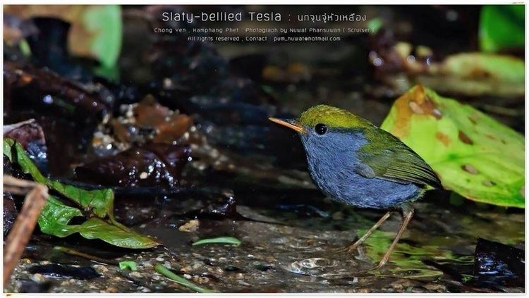 Slaty-bellied tesia Slatybellied Tesia Birds of Thailand Siam Avifauna