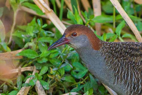 Slaty-breasted rail Slatybreasted rail Birds of India