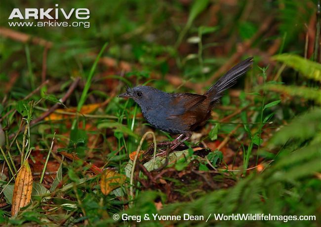 Slaty bristlefront Slaty bristlefront videos photos and facts Merulaxis ater ARKive